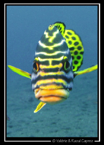 I'm happy :-( by Raoul Caprez 